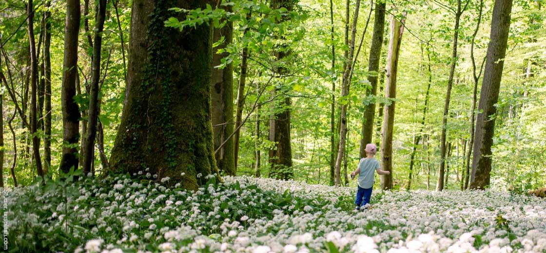 Wildkräuter und ihre gesundheitsfördernde Wirkung