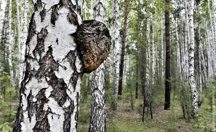 Chaga Pilz – seine Gesundheitsvorteile