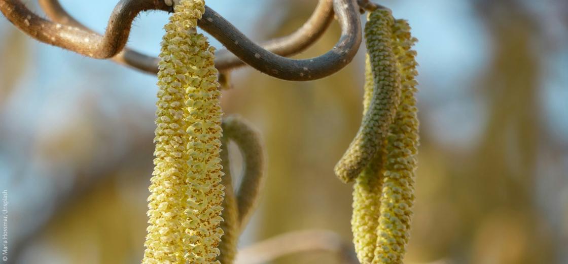 Ganzheitliche Tipps bei Heuschnupfen