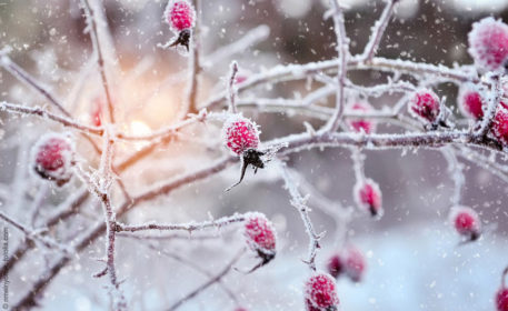 Mit Hagebuttenpulver entschlacken – Die gesunde Winterfrucht