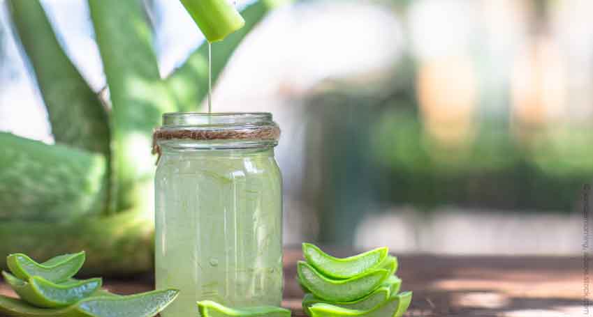 Aloe vera