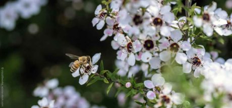 Manuka Honig – das flüssige Gold