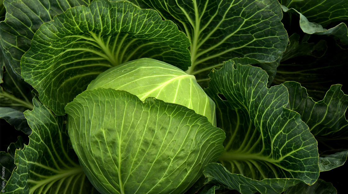 Kohl enthält viel Fohlsäure