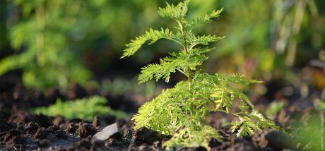 Artemisia annua – Königin der Heilpflanzen