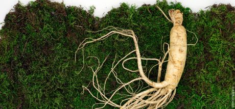 Ginseng zur Verbesserung der Stressbewältigung