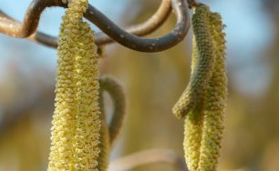 Ganzheitliche Tipps bei Heuschnupfen