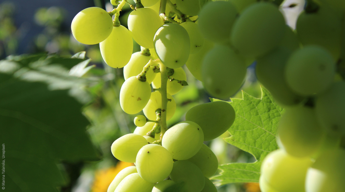 Trauben, Traubenkernextrakt OPC